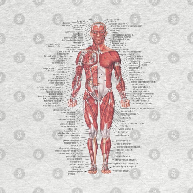 Muscular System of the Human Body by Bugsponge